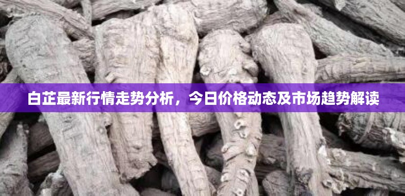 白芷最新行情走势分析，今日价格动态及市场趋势解读