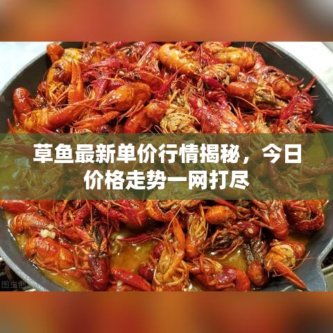 草鱼最新单价行情揭秘，今日价格走势一网打尽