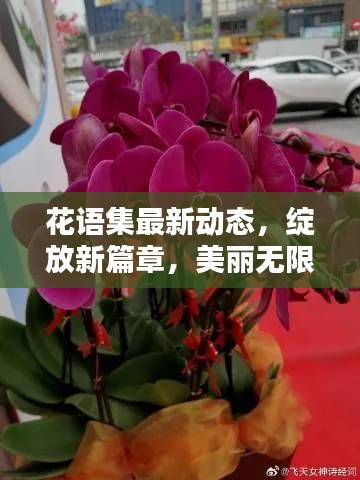 花语集最新动态，绽放新篇章，美丽无限延伸