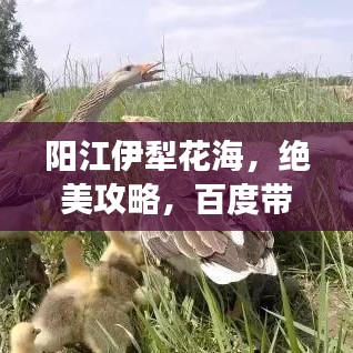 阳江伊犁花海，绝美攻略，百度带你畅游花海