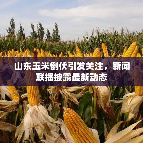 山东玉米倒伏引发关注，新闻联播披露最新动态