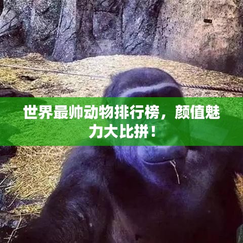 世界最帅动物排行榜，颜值魅力大比拼！