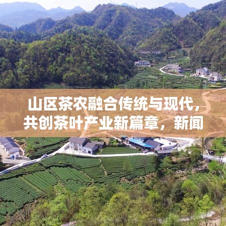 山区茶农融合传统与现代，共创茶叶产业新篇章，新闻头条报道