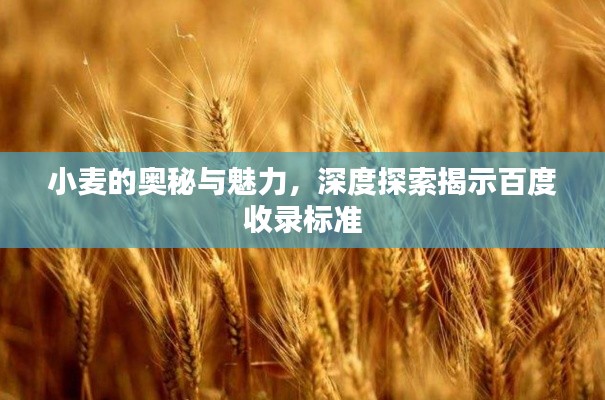 小麦的奥秘与魅力，深度探索揭示百度收录标准