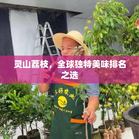 灵山荔枝，全球独特美味排名之选