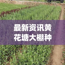 最新资讯黄花塘大棚种植时间揭秘！