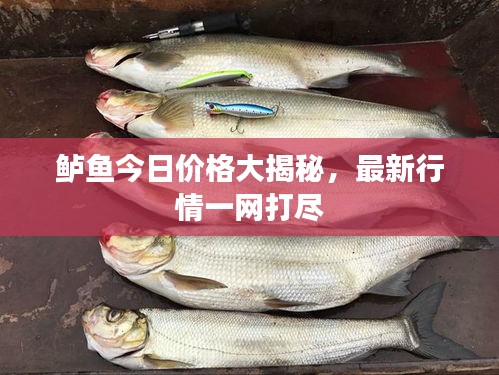 鲈鱼今日价格大揭秘，最新行情一网打尽