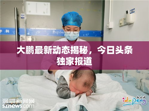 大鹏最新动态揭秘，今日头条独家报道