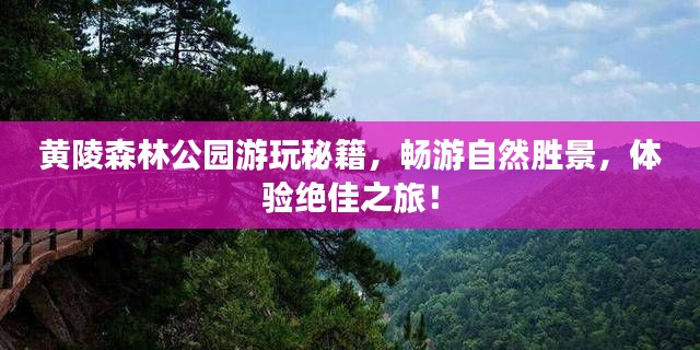 黄陵森林公园游玩秘籍，畅游自然胜景，体验绝佳之旅！