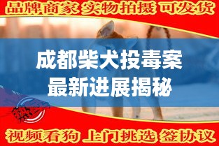 成都柴犬投毒案最新进展揭秘