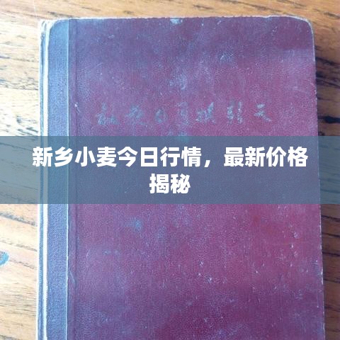 新乡小麦今日行情，最新价格揭秘
