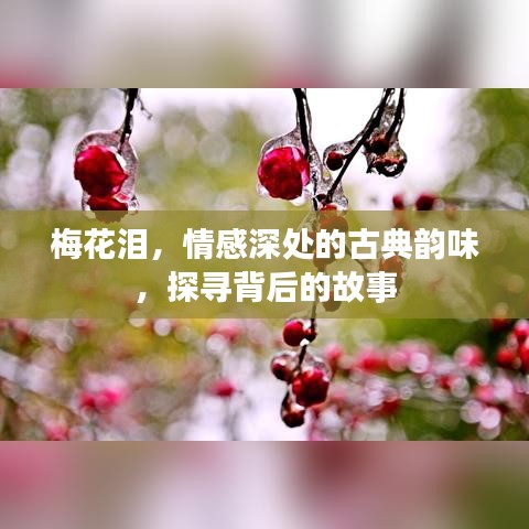 梅花泪，情感深处的古典韵味，探寻背后的故事