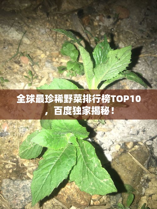 全球最珍稀野菜排行榜TOP10，百度独家揭秘！