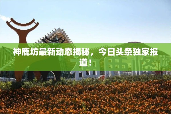 神鹿坊最新动态揭秘，今日头条独家报道！