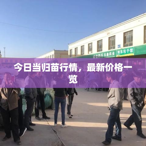 今日当归苗行情，最新价格一览