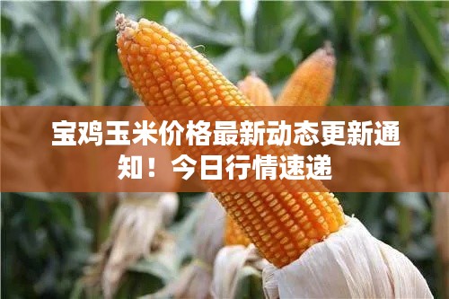 宝鸡玉米价格最新动态更新通知！今日行情速递