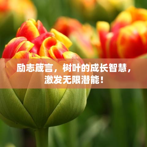 励志箴言，树叶的成长智慧，激发无限潜能！