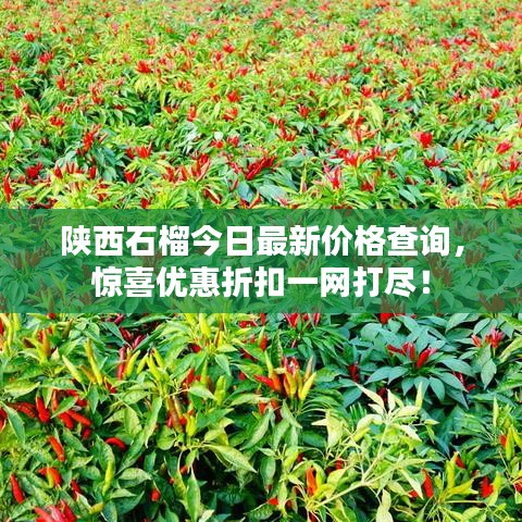 陕西石榴今日最新价格查询，惊喜优惠折扣一网打尽！