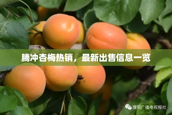 腾冲杏梅热销，最新出售信息一览
