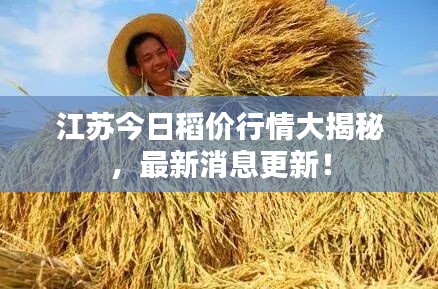 江苏今日稻价行情大揭秘，最新消息更新！
