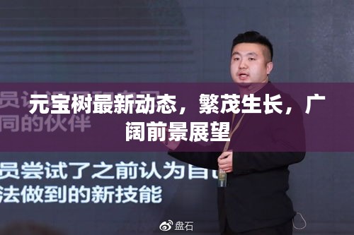 元宝树最新动态，繁茂生长，广阔前景展望