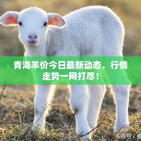 青海羊价今日最新动态，行情走势一网打尽！