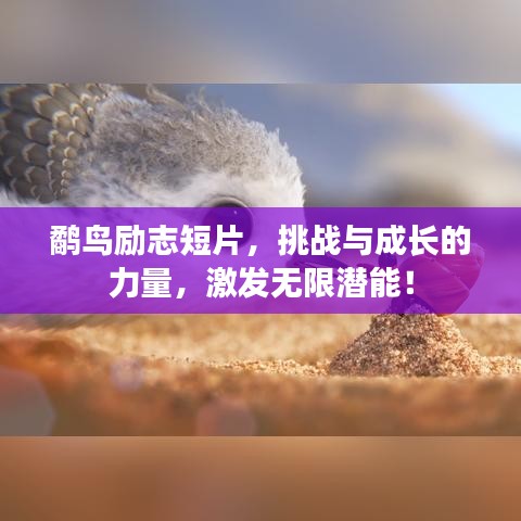 鹬鸟励志短片，挑战与成长的力量，激发无限潜能！