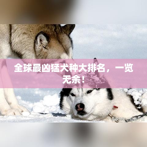 全球最凶猛犬种大排名，一览无余！