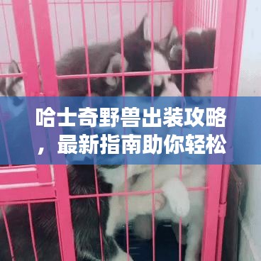 哈士奇野兽出装攻略，最新指南助你轻松掌握！