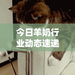 今日羊奶行业动态速递，最新消息新闻报道汇总