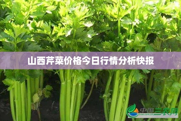 山西芹菜价格今日行情分析快报