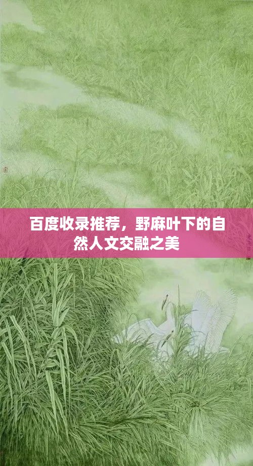 百度收录推荐，野麻叶下的自然人文交融之美