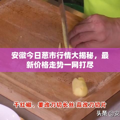 安徽今日葱市行情大揭秘，最新价格走势一网打尽