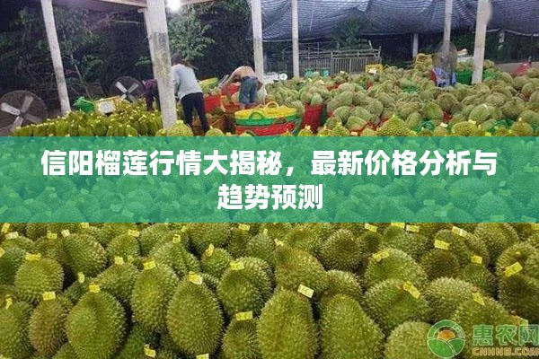 信阳榴莲行情大揭秘，最新价格分析与趋势预测