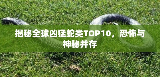 揭秘全球凶猛蛇类TOP10，恐怖与神秘并存