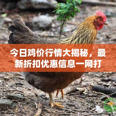 今日鸡价行情大揭秘，最新折扣优惠信息一网打尽