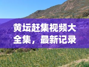 黄坛赶集视频大全集，最新记录乡村集市繁华与变迁，感受乡村生活气息
