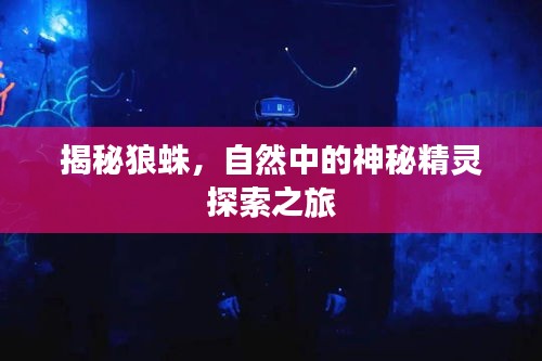揭秘狼蛛，自然中的神秘精灵探索之旅