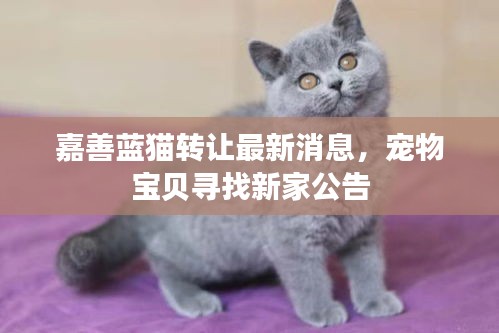 嘉善蓝猫转让最新消息，宠物宝贝寻找新家公告