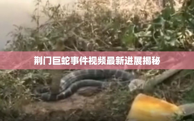荆门巨蛇事件视频最新进展揭秘