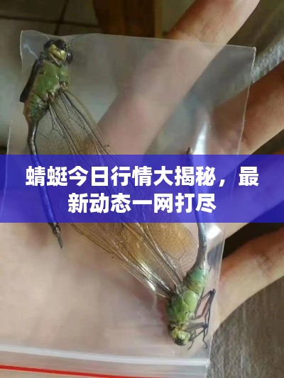 蜻蜓今日行情大揭秘，最新动态一网打尽