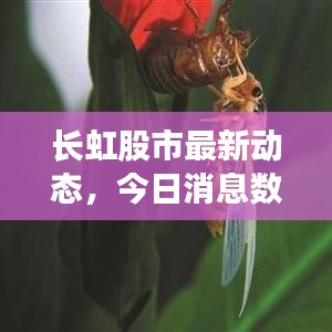 长虹股市最新动态，今日消息数据全面解析