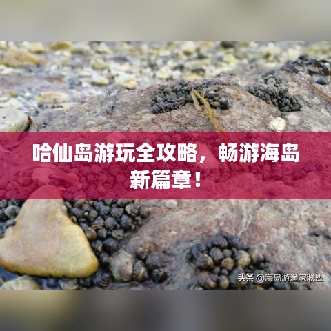 哈仙岛游玩全攻略，畅游海岛新篇章！