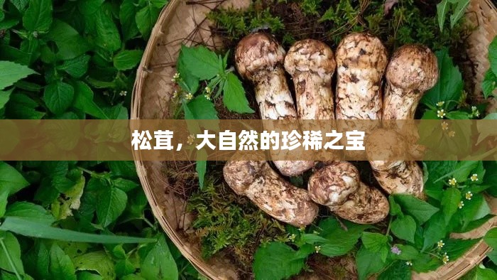 松茸，大自然的珍稀之宝