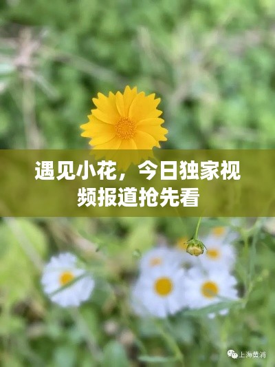 遇见小花，今日独家视频报道抢先看
