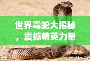 世界毒蛇大揭秘，震撼精英力量排名素材视频