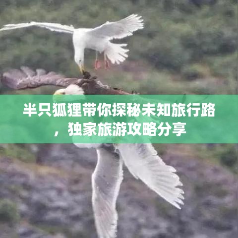 半只狐狸带你探秘未知旅行路，独家旅游攻略分享