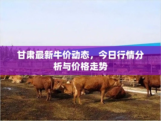 甘肃最新牛价动态，今日行情分析与价格走势