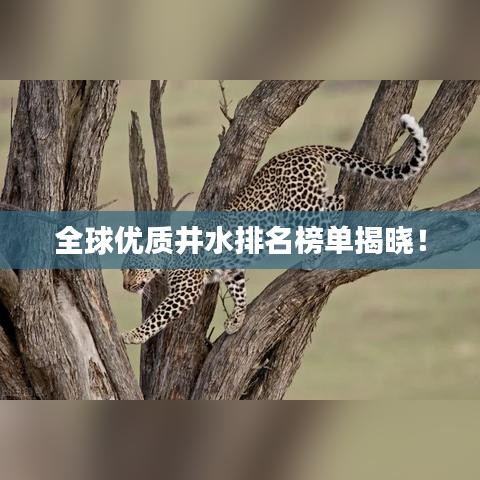 全球优质井水排名榜单揭晓！