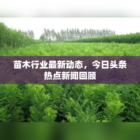 苗木行业最新动态，今日头条热点新闻回顾